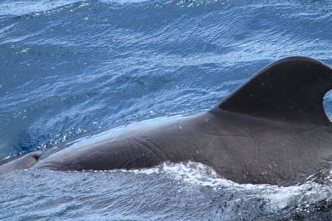 Whale & Dolphin Watching in Tenerife (Puerto Colon) On a Large Catamaran - Catamaran Size, Space, and Social Distance Feel