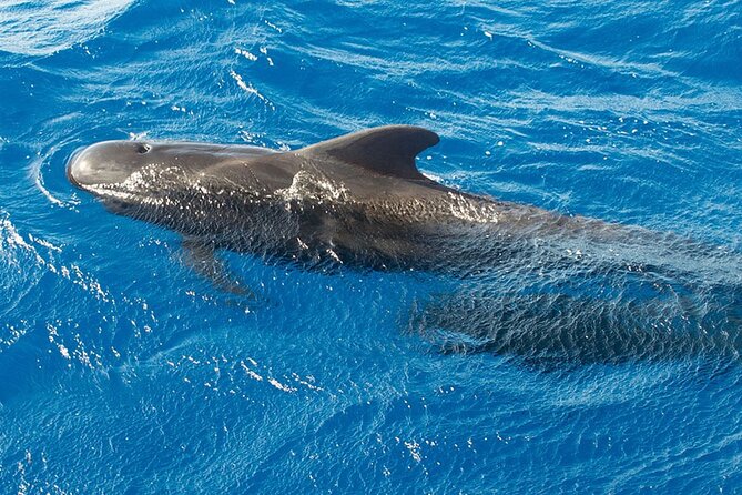 Whale & Dolphin Watching in Tenerife (Puerto Colon) On a Large Catamaran - Weather and Wildlife Reality Check