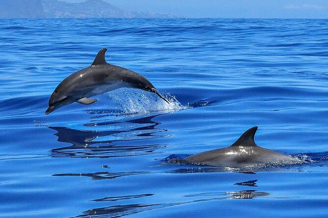 Whale & Dolphin Watching in Tenerife (Puerto Colon) On a Large Catamaran - Who This Cruise Is Best For