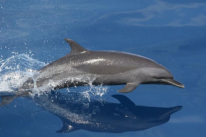 Whale & Dolphin Watching in Tenerife (Puerto Colon) On a Large Catamaran - Onboard Wildlife Watching: What You’ll Be Doing Out There
