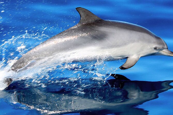 Whale & Dolphin Watching With Mustcat Virgin Coast Trip On a Large Catamaran - Key things that make this cruise worth your time