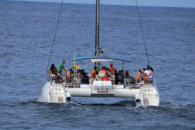 Whale & Dolphin Watching With Mustcat Virgin Coast Trip On a Large Catamaran - Whale and dolphin watching, with guidance you can actually use