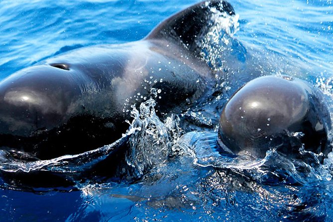 Whale & Dolphin Watching With Mustcat Virgin Coast Trip On a Large Catamaran - Food and open bar: why the price feels fair