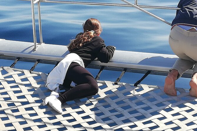 Whale & Dolphin Watching With Mustcat Virgin Coast Trip On a Large Catamaran - What the itinerary feels like day-of, from departure to return