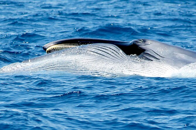 Whale & Dolphin Watching With Mustcat Virgin Coast Trip On a Large Catamaran - Weather and timing: the biggest reason marine trips change