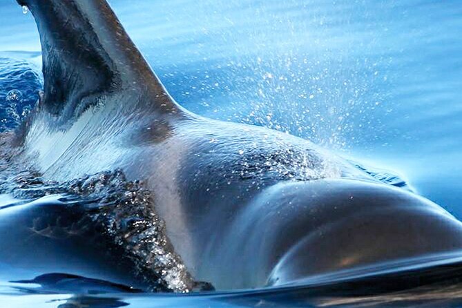 Whale & Dolphin Watching With Mustcat Virgin Coast Trip On a Large Catamaran - Price, value, and the booking window