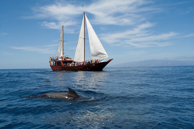 Whale Safari to Los Gigantes with pickup from North - Key things I’d watch for before you go