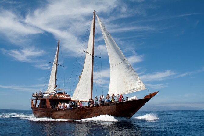 Whale Safari to Los Gigantes with pickup from North - Whale Safari From North Tenerife: the big idea