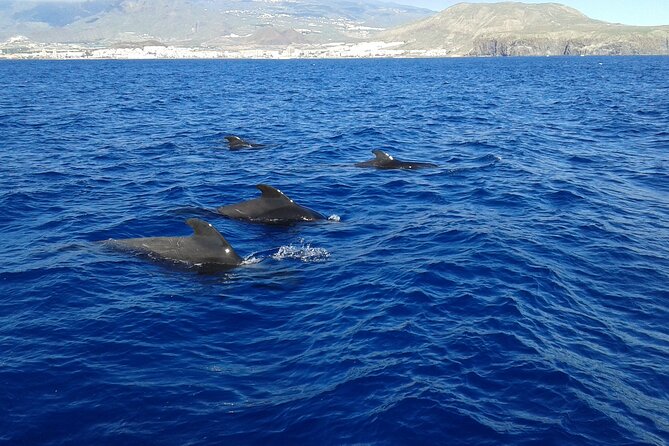Whale Safari to Los Gigantes with pickup from North - Puerto Colón to the cetacean search: where the waiting happens