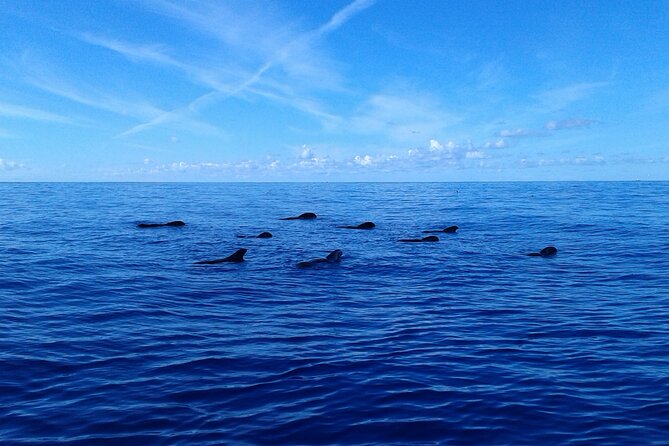 Whale Safari to Los Gigantes with pickup from North - What to bring for a smoother Masca Bay swim