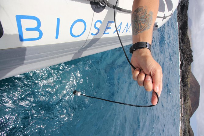 Whale Watching and Marine Science Tour - Tenerife whale watching with real marine science tools