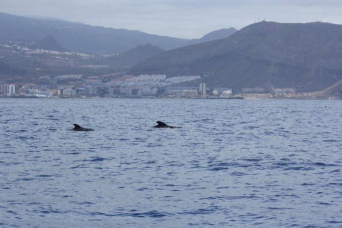Whale Watching and Marine Science Tour - Cruising the southern coast: Rasca lighthouse and Malpaís de Rasca