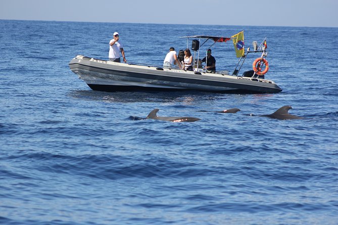 Whale Watching and Marine Science Tour - Where you start: Biosean at Marina del Sur, Las Galletas