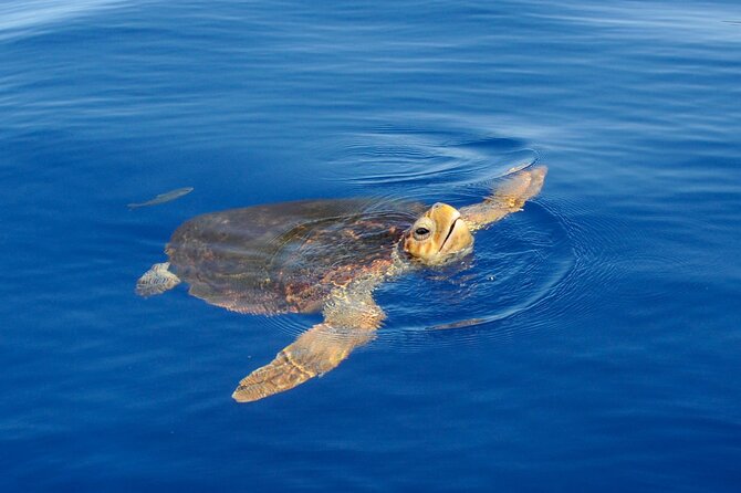 Whale watching and snorkelling in the whale sanctuary - From Playa San Juan at 2:30 pm: how the start sets the tone