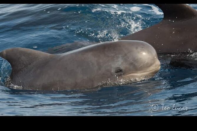 Whale watching and snorkelling in the whale sanctuary - Captain talk on cetaceans, weather, and even volcanology