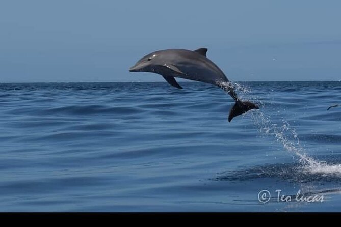 Whale watching and snorkelling in the whale sanctuary - What to bring so the snorkel and whale watching feel effortless