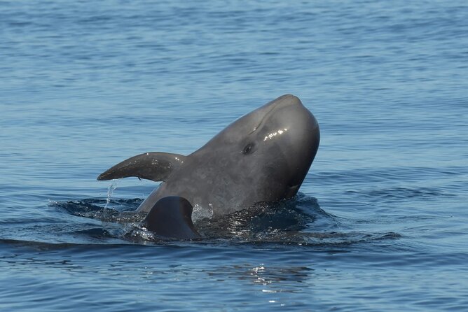 Whale watching and snorkelling in the whale sanctuary - Skirting the Isorana cliffs: getting from wildlife zone to snorkel cove