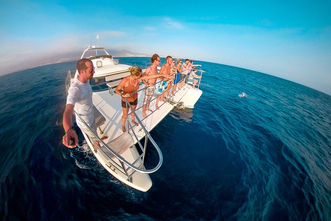 Whale Watching Catamaran Cruise with Transfer, Buffet by MC - A Half-Day That Feels Relaxed, Not Rushed