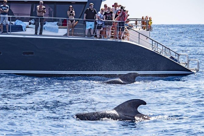 Whale Watching Catamaran in Costa Adeje (Including drinks & Sandwich) - Key things I’d circle before you go