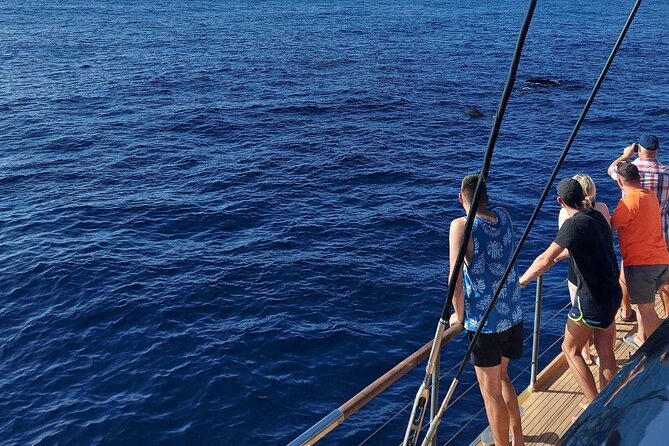 Whale Watching Catamaran in Costa Adeje (Including drinks & Sandwich) - Costa Adeje whale watching from a 160-person catamaran