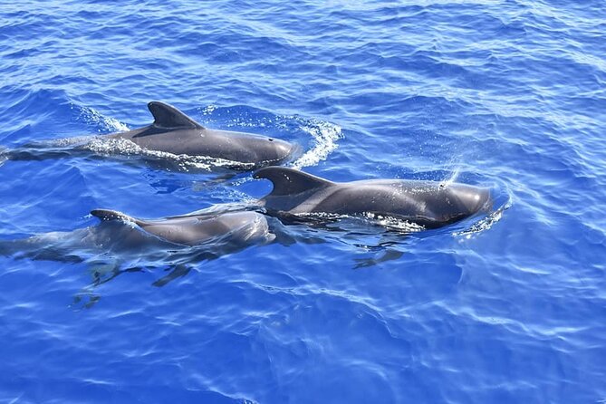 Whale Watching Catamaran in Costa Adeje (Including drinks & Sandwich) - Marine life odds: pilot whales, dolphins, and turtles