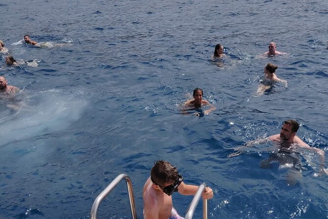 Whale Watching Catamaran in Costa Adeje (Including drinks & Sandwich) - Open bar and sandwiches: why this is better value than it looks