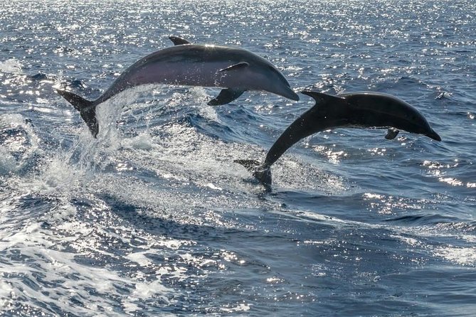 Whale Watching Catamaran in Costa Adeje (Including drinks & Sandwich) - Pickup, meeting point, and how to avoid last-minute stress