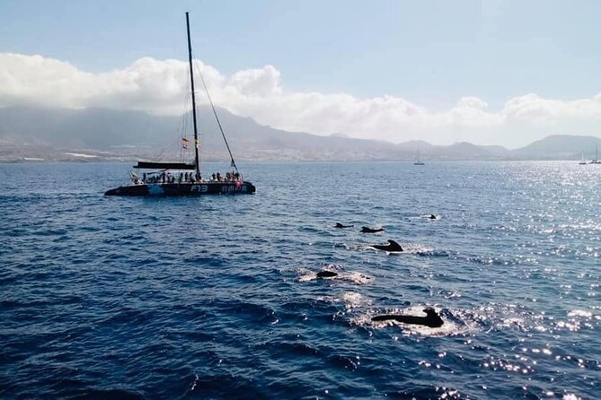 Whale Watching Catamaran to Los Gigantes & Masca (Including drinks & warm lunch) - Price and value at $72.08 per person