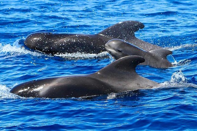 Whale Watching Catamaran to Los Gigantes & Masca (Including drinks & warm lunch) - Drinks and lunch on board, what inclusion really feels like