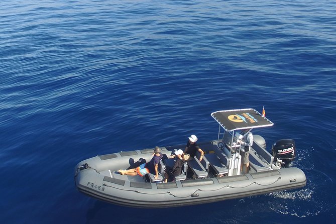 Whale Watching Eco-Adventure from Costa Adeje - Key things you should know before you go