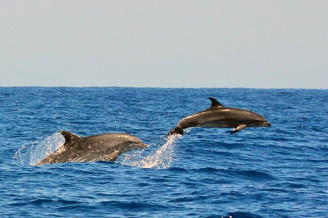 Whale Watching Eco-Adventure from Costa Adeje - Why Teno-Rasca is a big deal for whale watching