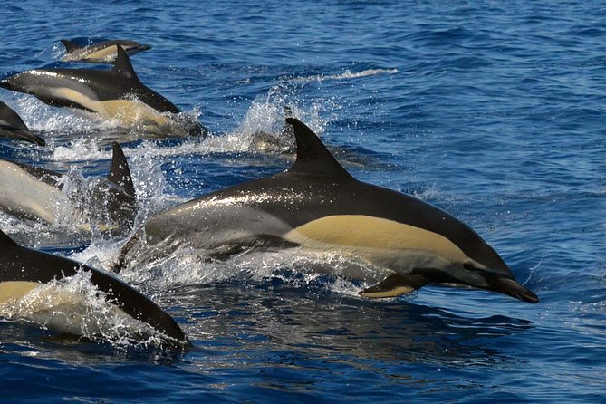 Whale Watching Eco-Adventure from Costa Adeje - Biologist-guided spotting, live commentary, and the hydrophone effect