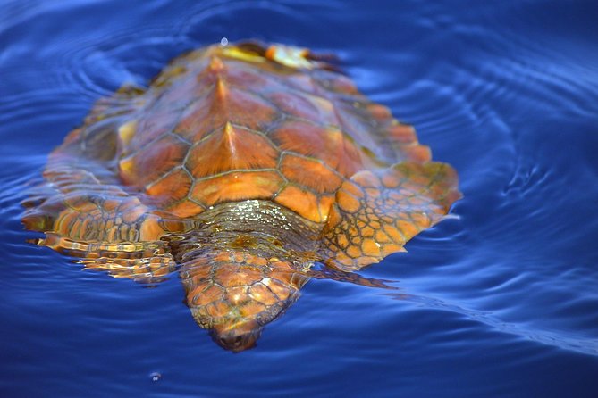 Whale Watching Eco-Adventure from Costa Adeje - Your two-hour itinerary in plain terms: what happens on the water
