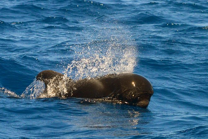 Whale Watching Eco-Adventure from Costa Adeje - Responsible wildlife rules that actually change your experience
