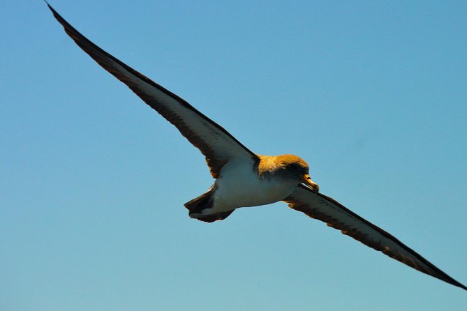 Whale Watching Eco-Adventure from Costa Adeje - Comfort, safety, and who should consider a different activity