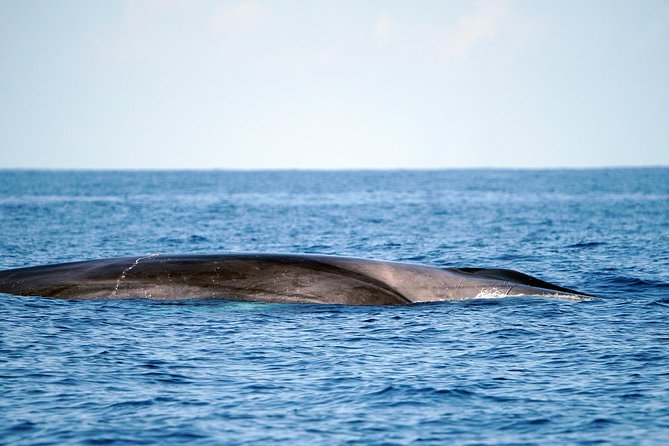 Whale Watching Eco-Adventure from Costa Adeje - Price and value, at about $72.56 per person