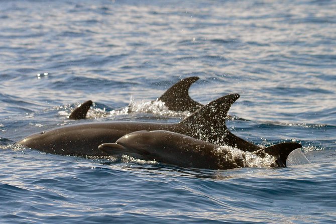 Whale Watching Eco-Adventure from Costa Adeje - Where to start in Costa Adeje, and how to avoid first-day stress