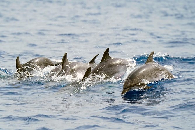 Whale Watching Eco-Adventure from Costa Adeje - The small 8-meter RIB setup, 10 guests max
