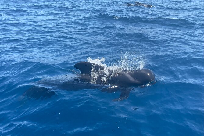Whales and Dolphins excursion on a Luxury Yacht in Canary Islands - Who this tour fits best in Tenerife