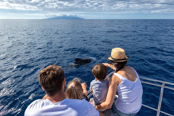 Whales & Dolphins watching in exclusive sailboat - Key things to know before you go