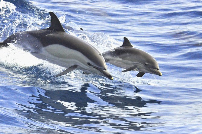Whales & Dolphins watching in exclusive sailboat - Small-group comfort, and why some people call it almost private