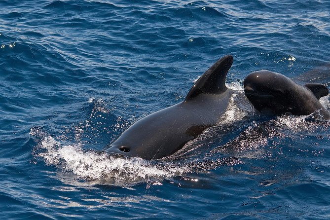 Whales & Dolphins watching in exclusive sailboat - The 3-hour rhythm on the water, from spotting to watching