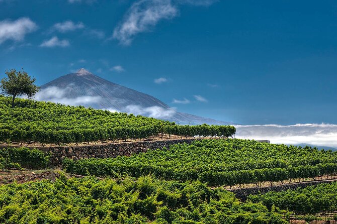Winery Tour and Tasting in Tenerife with the Sommelier - The Tasting Room: 4 Wines, 4 Cheeses, and Pairing That Makes Sense