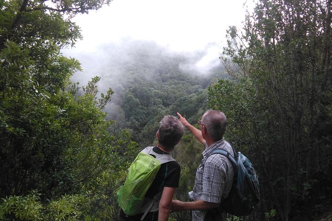Wonderful hike through the Magic Forest of Tenerife - Key highlights you will feel quickly