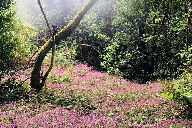Wonderful hike through the Magic Forest of Tenerife - Magic Forest in Teno Rural Park: what makes it special