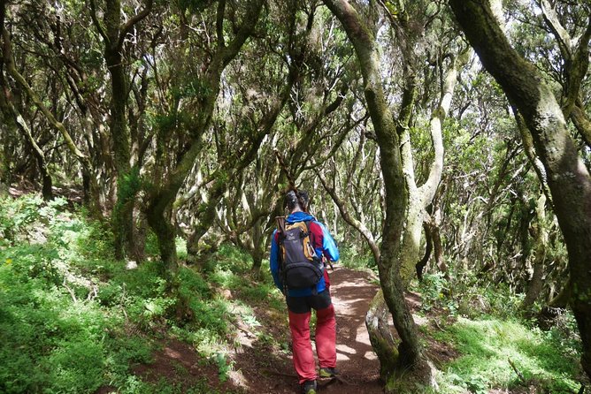 Wonderful hike through the Magic Forest of Tenerife - What you actually learn, not just what you see