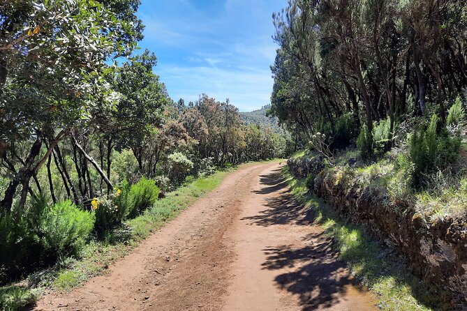 Wonderful hike through the Magic Forest of Tenerife - Price and value: is $119.09 worth it?