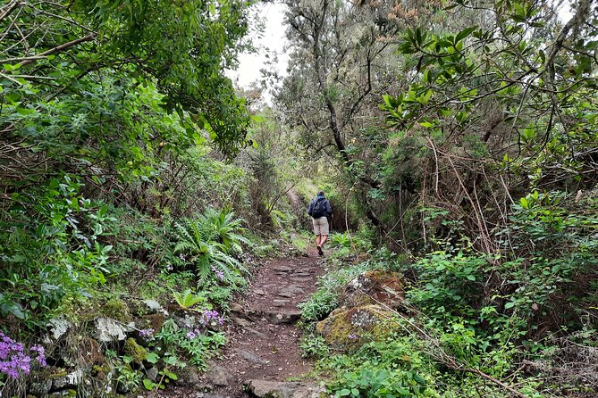 Wonderful hike through the Magic Forest of Tenerife - Who this hike is best for